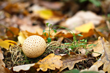 Puffball in autumn foliage