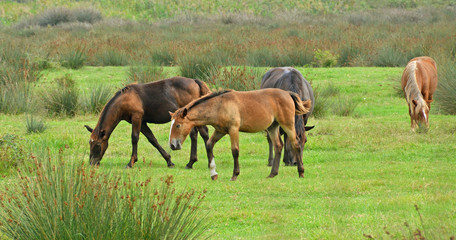 horses pasturing in grass meadow