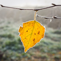 Hoarfrost on leaves © dziewul
