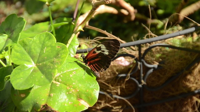 Postman butterfly (heliconius melpomene madiera)