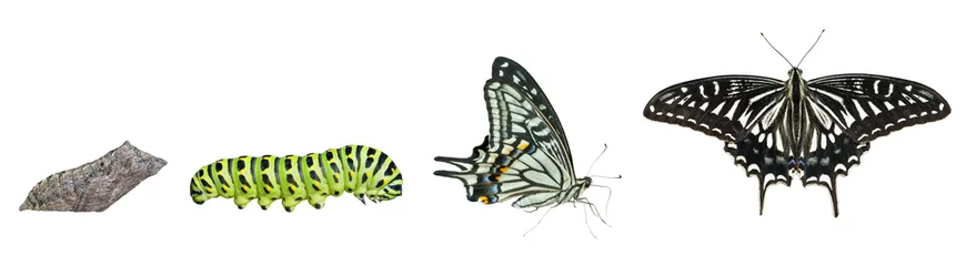 Cercles muraux Papillon Étapes du papillon 1