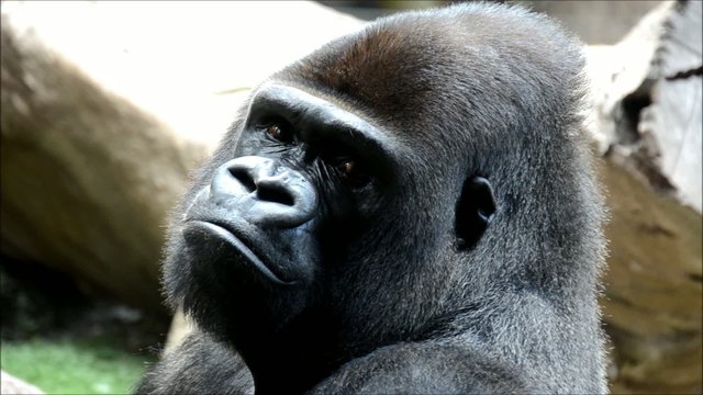 Gorilla