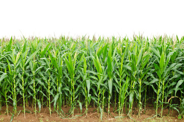 Fototapeta premium A green field of corn