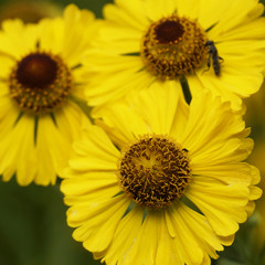 Obraz premium Three yellow flowers