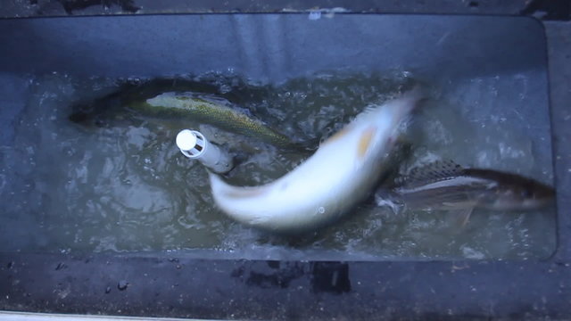 Container with pikeperch