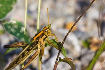 Differential Grasshopper