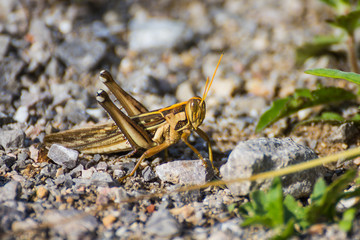 Differential Grasshopper