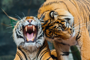 Naklejka premium Sumatran Tigers