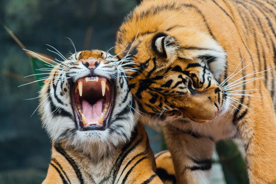 Fototapeta Sumatran Tigers