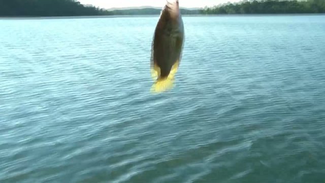 Fish Twisting in Sunlight