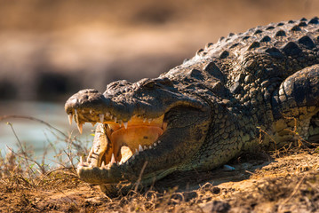 Fototapeta premium Crocodile baring teeth