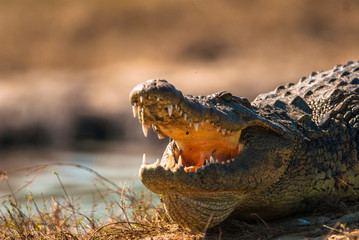 Crocodile baring teeth