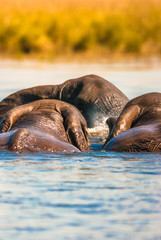African bush elephants swimming