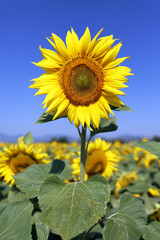 sunflower field in blue sky