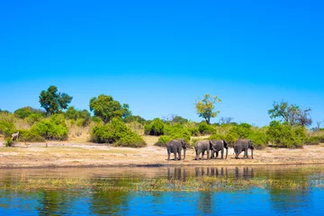 Foto op Canvas Groep olifanten wandelen © edan
