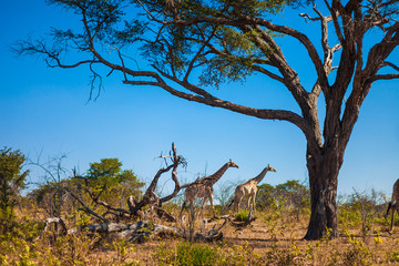 Giraffes walking