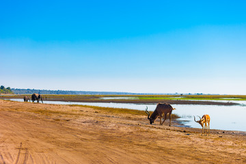 Impala, Kudu, Elephants at river