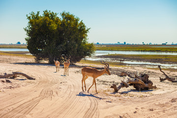 Impala walking