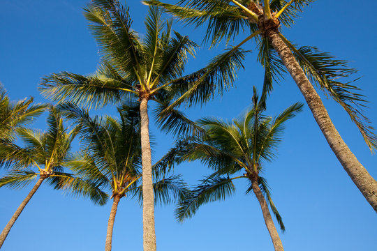 A group of palm trees in the morning sunlight against a blue sky