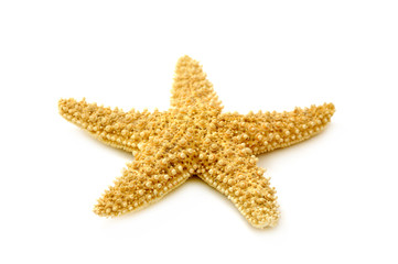 sea-star