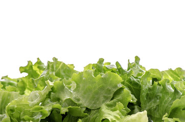 Green lettuce