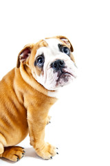 Dog on the wihte background look up