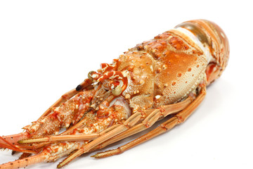 langouste