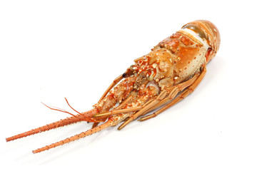 langouste