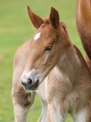 Suffolk Foal Head Shot