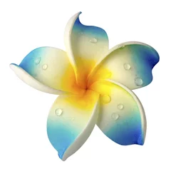 Foto op Plexiglas blauwe frangipanibloem © Unclesam
