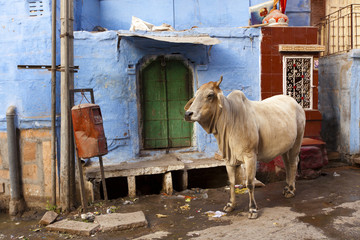 Cow in the blue city, Jodhpur, Rajasthan.