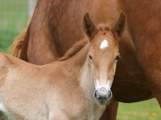 Suffolk Foal Head Shot