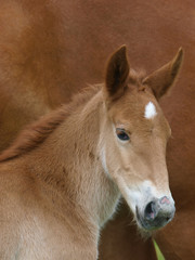 Fototapeta premium Suffolk Foal Head Shot