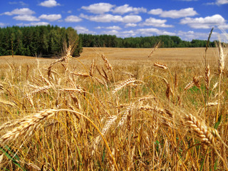 blue sky with little clouds, green forest and yellow wheat