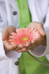 guy gently holds or stretches of pink gerbera flower
