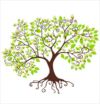 Fototapeta Green tree