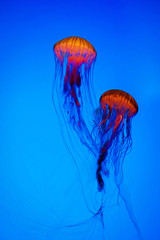 Obraz premium Jellyfish