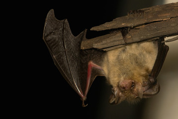 Obraz premium Plecotus auritus