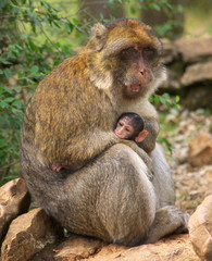 macaque de barbarie et son bébé