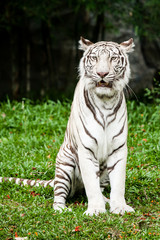 Plakat biały tygrys chiangmai zoo