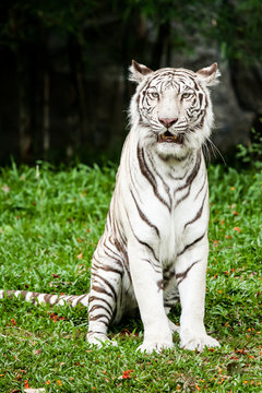 Fototapeta white tiger chiangmai zoo