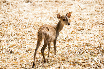 deer in chiangmai zoo Thailand