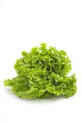 fresh lettuce