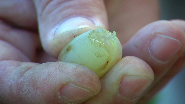Farmer squeezing a ripe grape shows the clear flesh and juice.