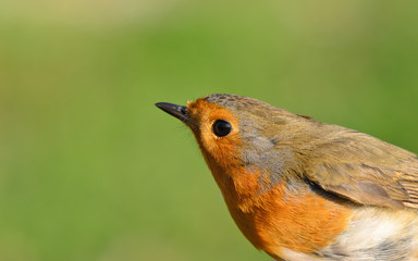 Pettirosso