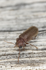Anobium beetle on wood, extreme close-up