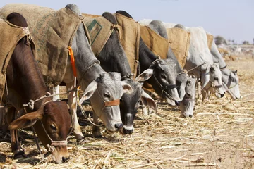 Deurstickers Nagaur Cattle Fair, Rajasthan, © davidevison