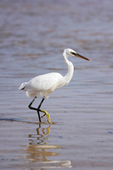 Obraz premium Great Egret