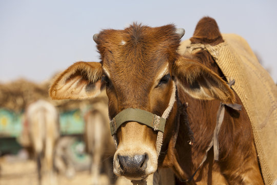 Cow at the Nagaur Cattle Fair, Rajasthan,