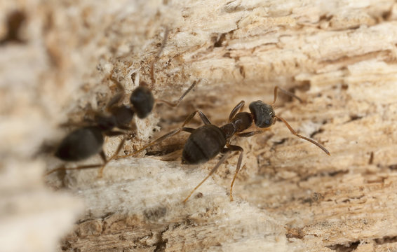 Brown tree ant, Lasius brunneus (Hymenoptera, Formicidae)